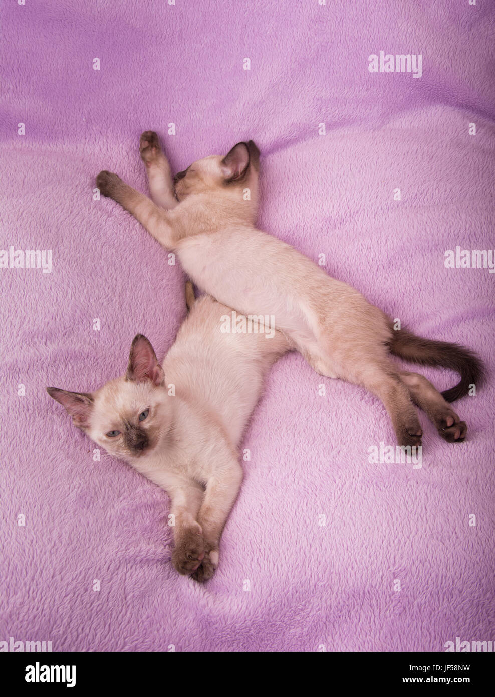 Deux adorables chatons siamois reposant sur un lit de pourpre - Vue de dessus Banque D'Images