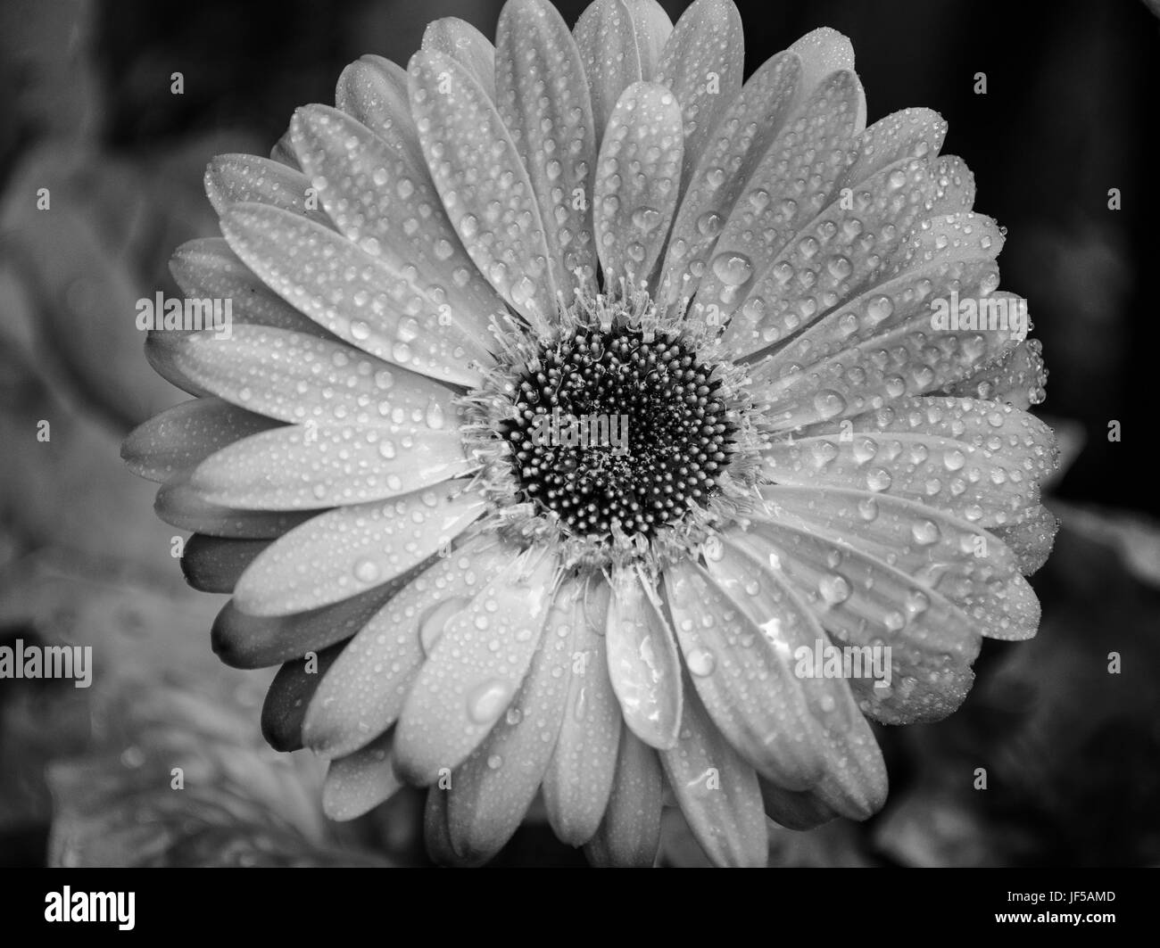 Gerbera flower humide en noir et blanc Banque D'Images