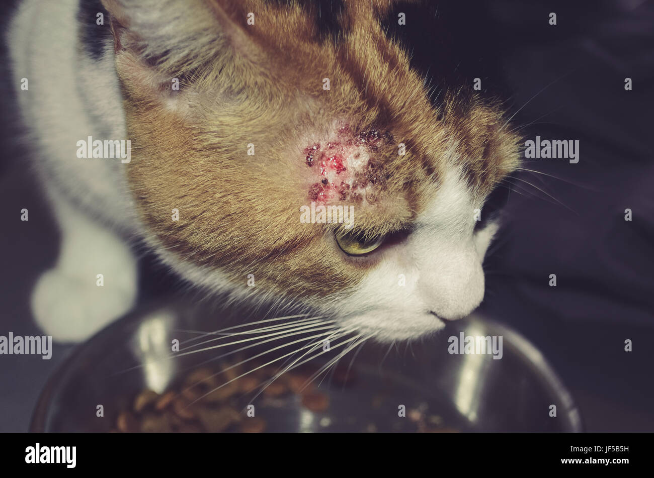 Chat Avec Bold Correctifs L Etat De La Peau Causee Par Les Poux Puces Ou Une Allergie Photo Stock Alamy