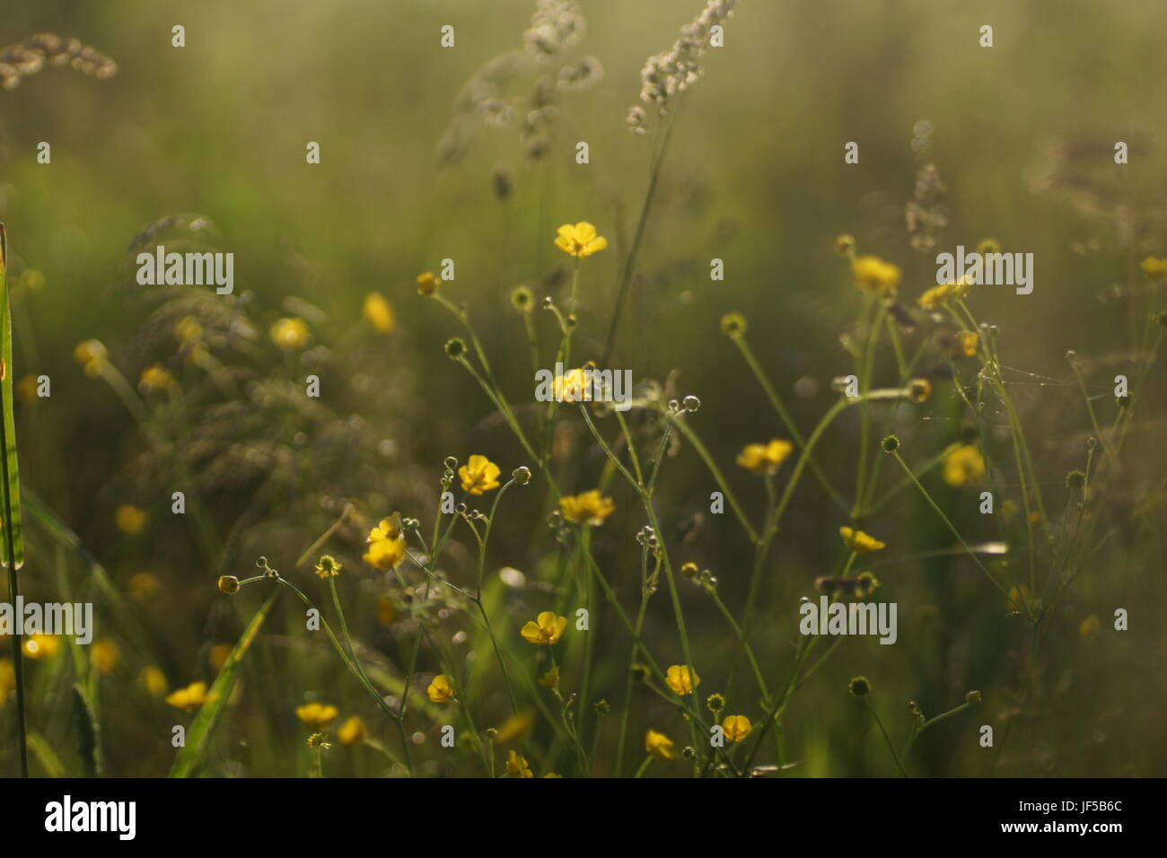 Fleurs et l'herbe éclairées par la lumière du soleil chaud de l'été sur un pré, abstract backgrounds naturel pour votre conception. Renoncule jaune prairie Banque D'Images