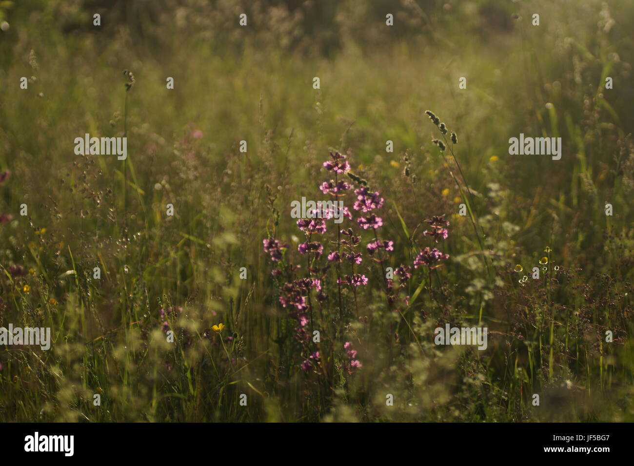 Fleurs et l'herbe éclairées par la lumière du soleil chaud de l'été sur un pré, abstract backgrounds naturel pour votre conception. Banque D'Images