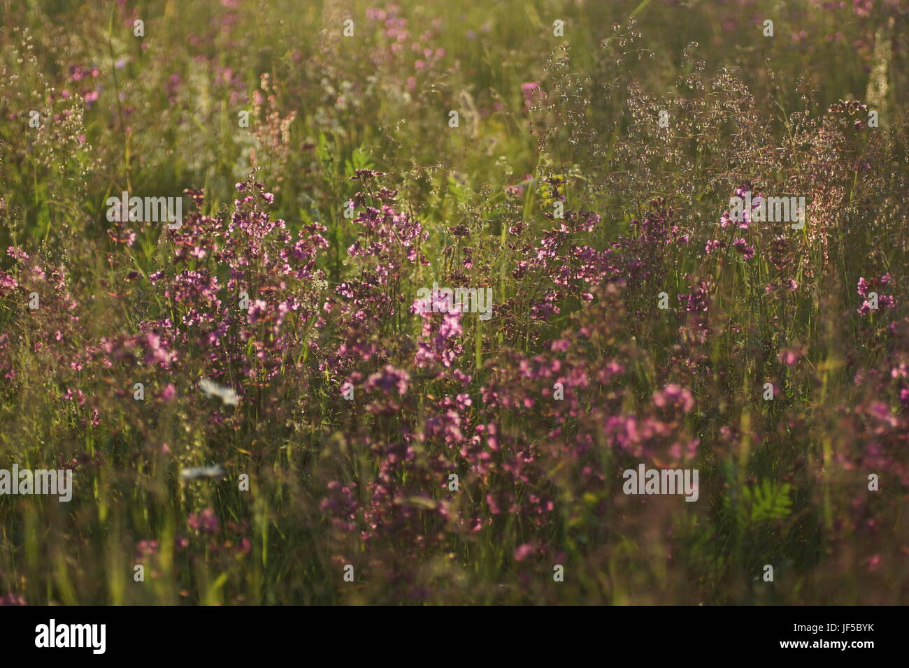 Fleurs et l'herbe éclairées par la lumière du soleil chaud de l'été sur un pré, abstract backgrounds naturel pour votre conception. Banque D'Images