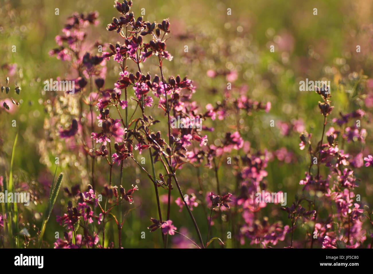 Fleurs et l'herbe éclairées par la lumière du soleil chaud de l'été sur un pré, abstract backgrounds naturel pour votre conception. Banque D'Images