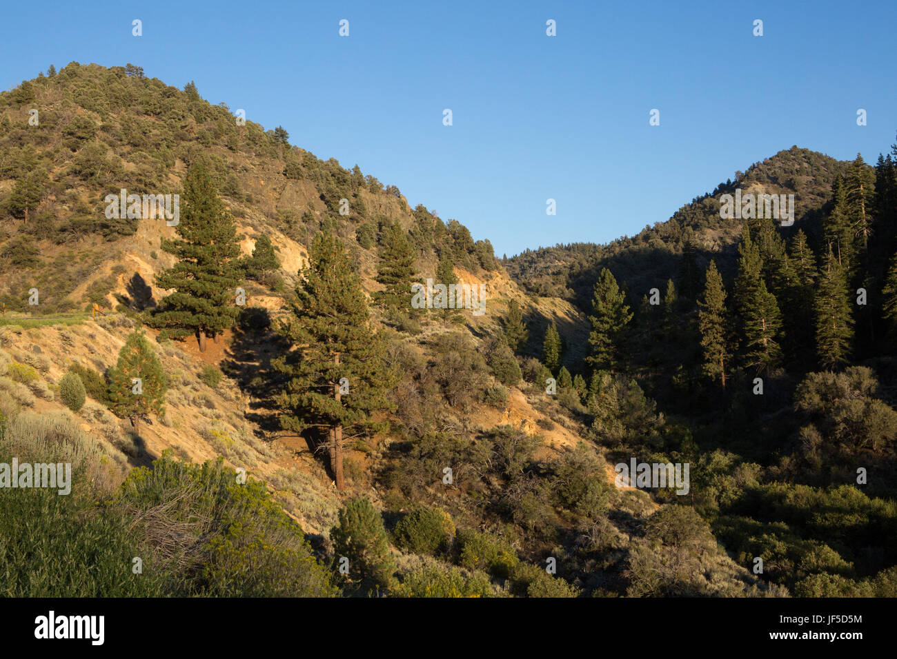 Un magnifique paysage de collines et de forêts de pins dans la forêt nationale d'El Dorado. Banque D'Images