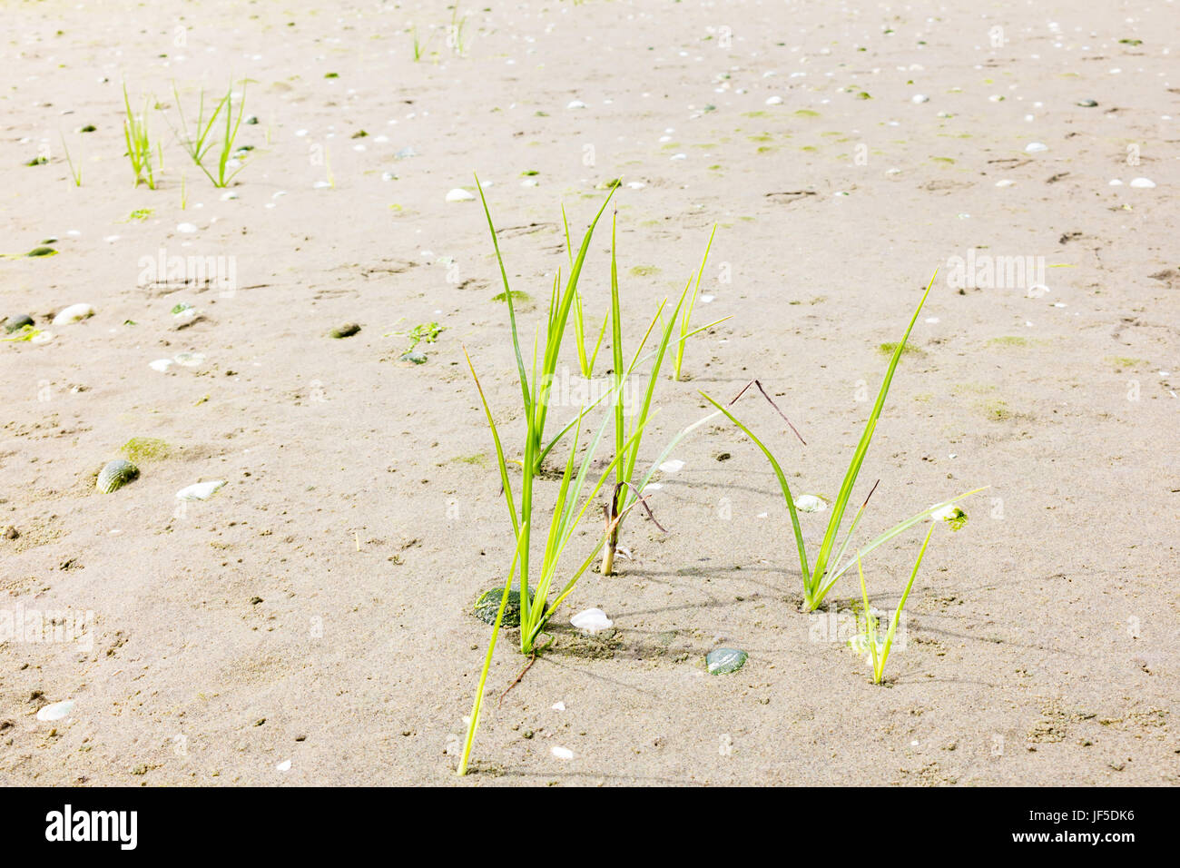 Les jeunes plantes de roseaux poussant dans le sable de plage au bord de mer, Pays-Bas Banque D'Images