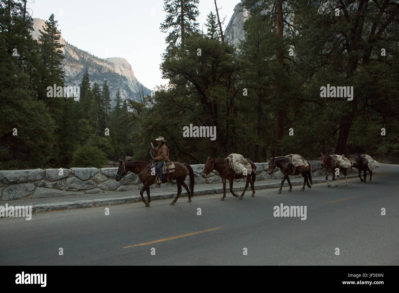 Une cowgirl mène un train de chevaux à travers la vallée de Yosemite. Banque D'Images