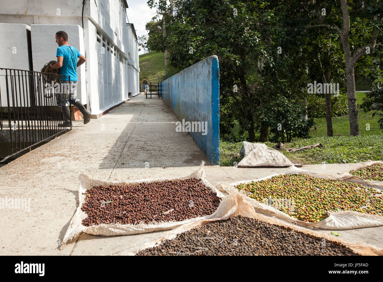 Une mission de la communauté à l'extérieur de La Havane, les grains de café sécher au soleil. Banque D'Images