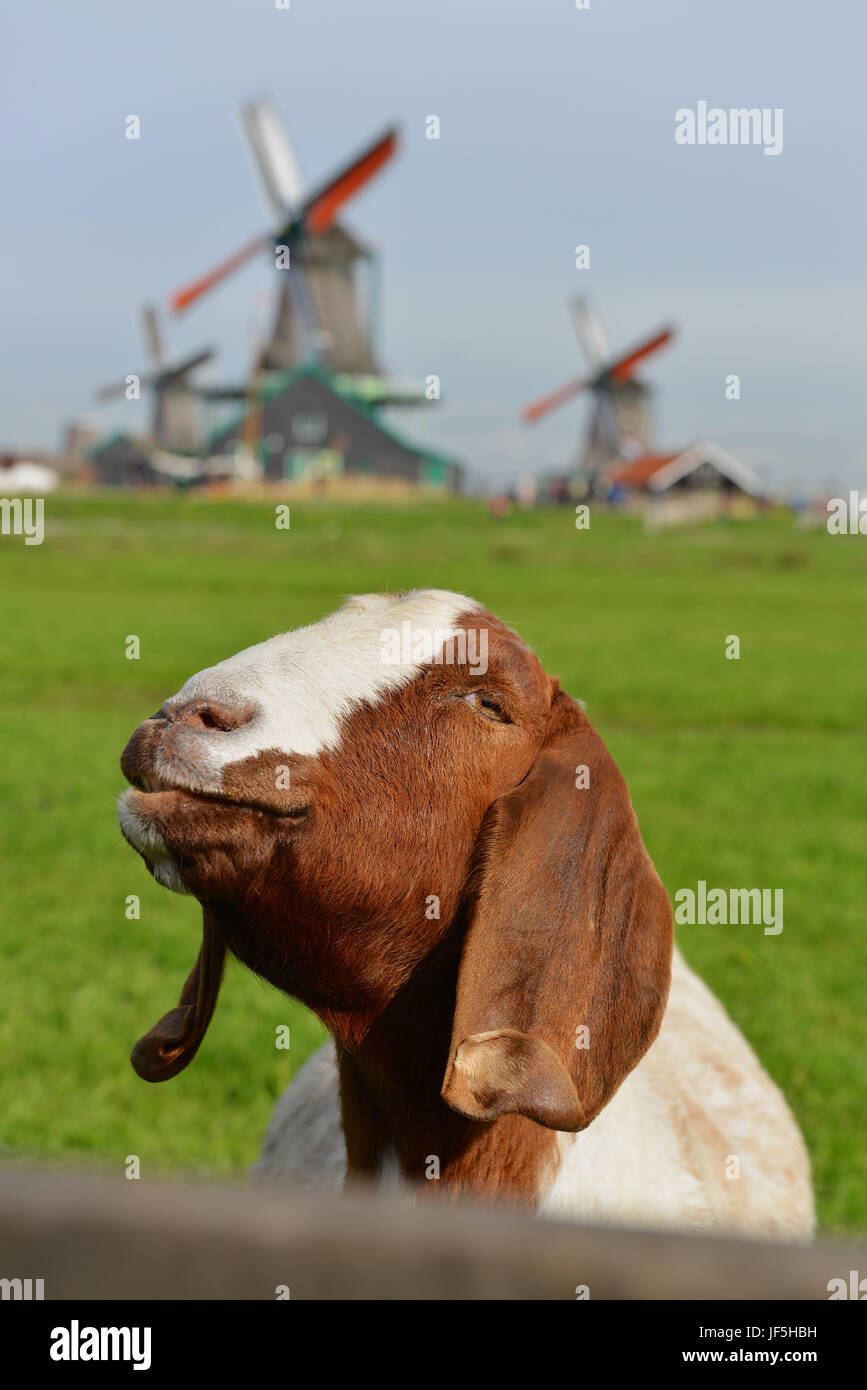 La ville d'Amsterdam, Pays-Bas Banque D'Images