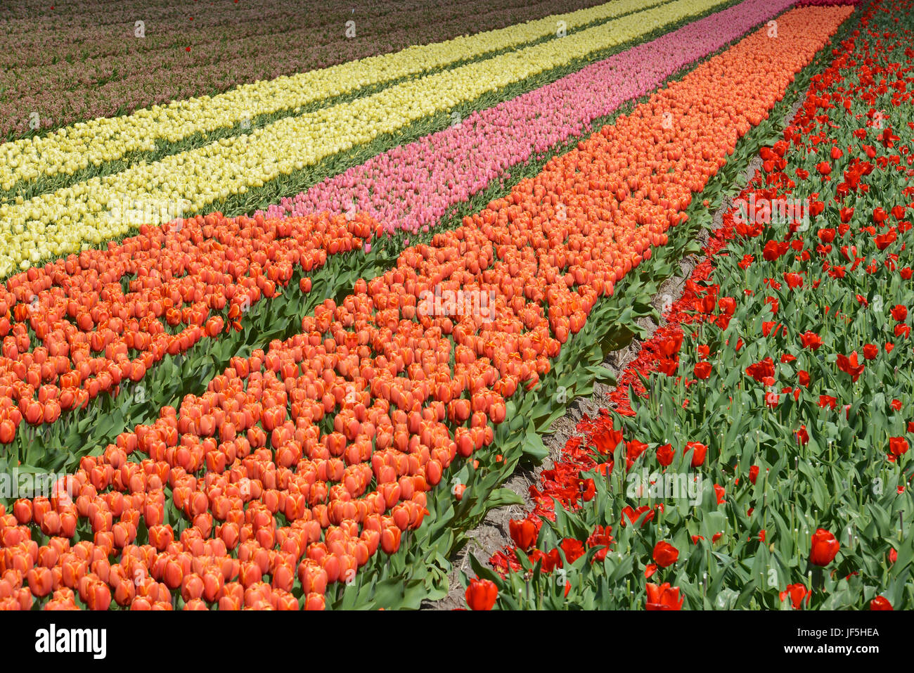 Beaux champs de tulipes aux Pays-Bas campagne. Banque D'Images