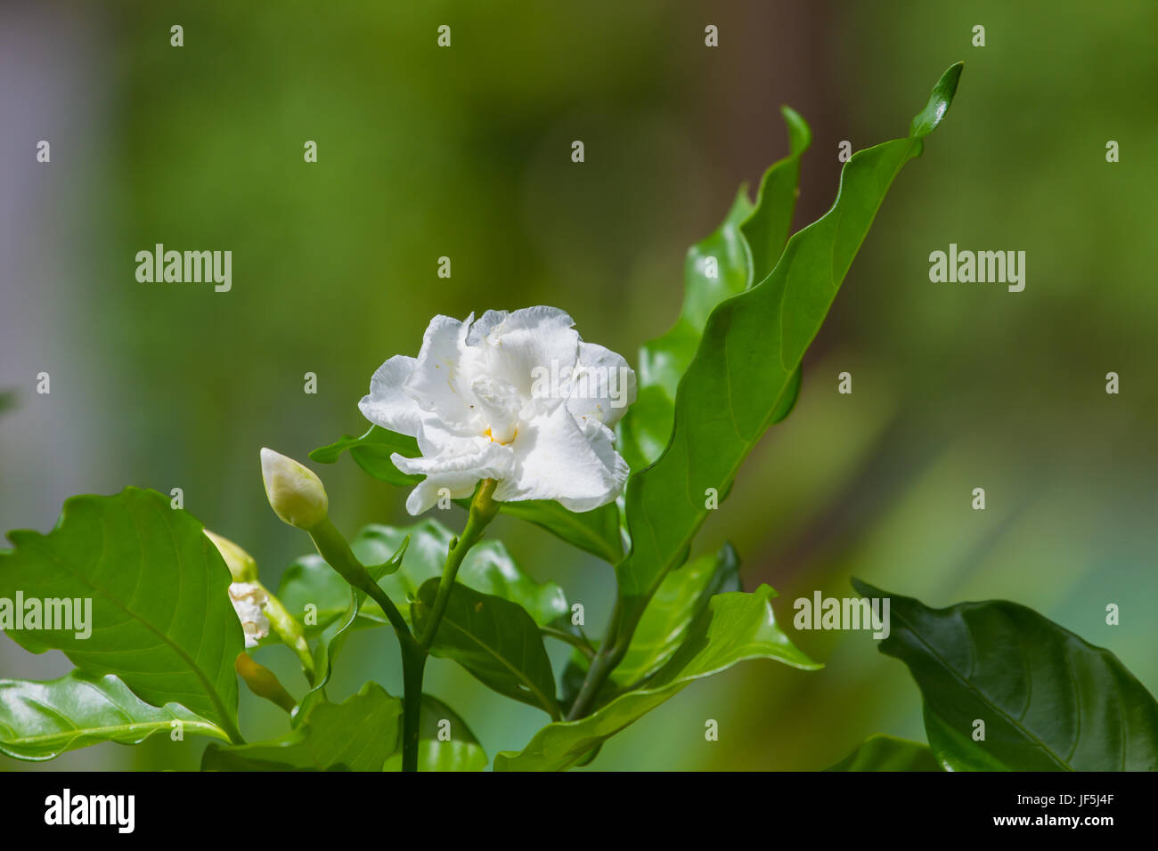 Gardenia jasminoides belle fleur sur tree in garden Banque D'Images