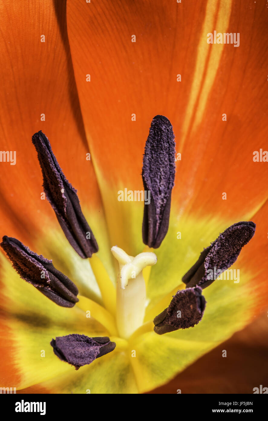 Les étamines des fleurs tulip Banque D'Images