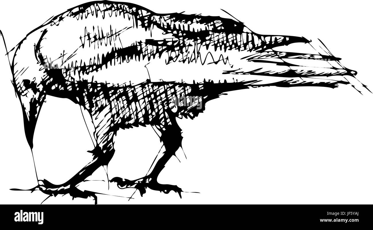 L'art, des mammifères, des oiseaux, de l'illustration, Crow, dessin, photo, photo, image, copie, Illustration de Vecteur