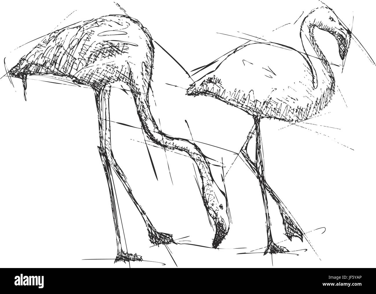 L'art, des mammifères, des oiseaux, illustration, dessin, photo, photo, image, copie, Illustration de Vecteur