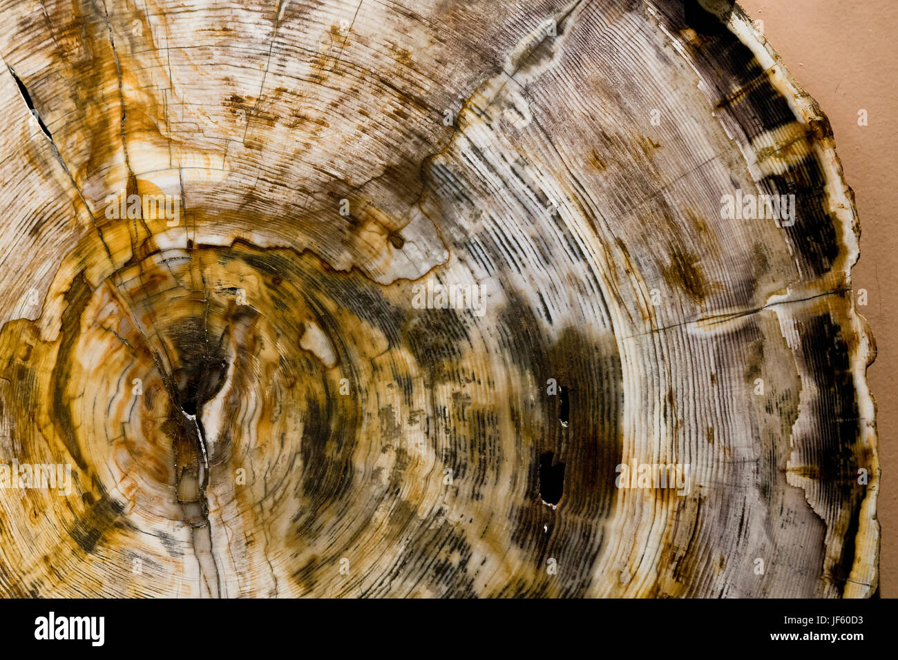 Cross-cut de petrified wood (bois fossile, tronc d'arbre fossilisé) montrant les anneaux de croissance des arbres (les anneaux de croissance) - USA Banque D'Images