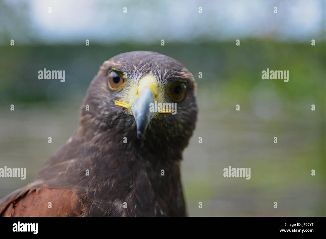 La faune d'oiseaux Banque D'Images