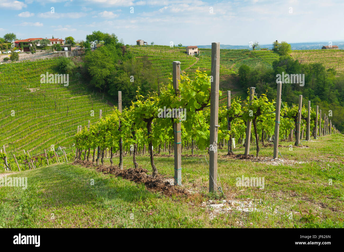 Belles vignes au printemps, sur les collines de Valdobbiadene, Italie. Prise le 30 avril 2017. Banque D'Images