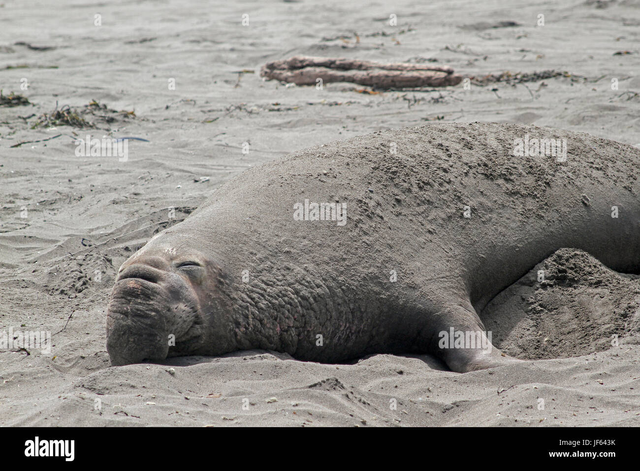 Éléphant de mer se reposant dans le sable, l'Éléphant de Piedras Blancas Rookery, San Simeon, San Luis Obispo County, Californie, États-Unis, Amérique du Nord Banque D'Images