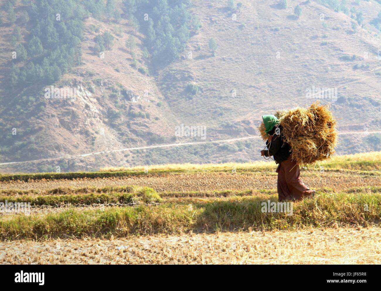 Femme portant des bottes de pailles de riz marche dans le champ de riz au Bhoutan Banque D'Images