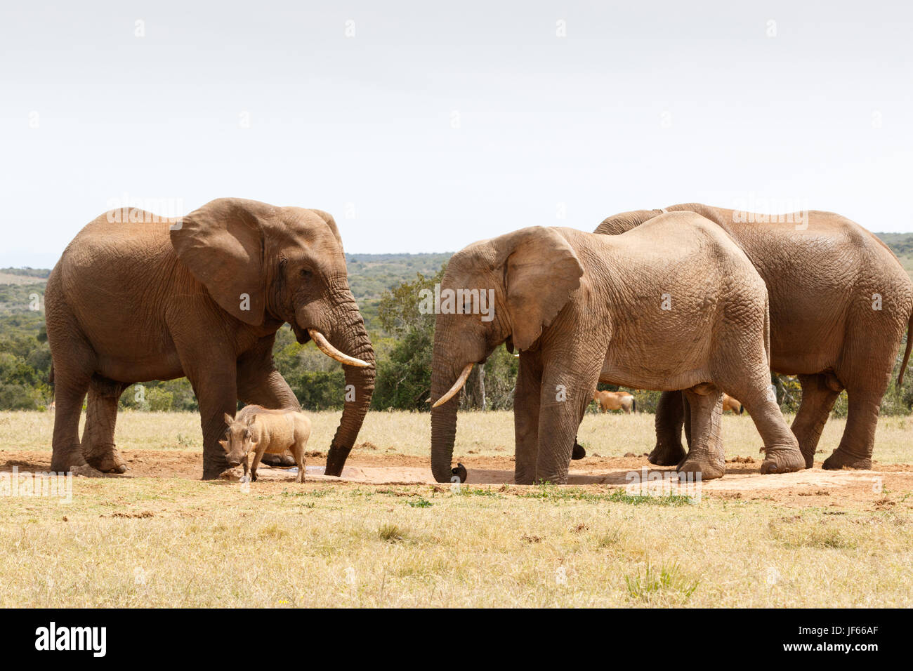 Phacochère n'ont aucune chance contre l'éléphant Bush Banque D'Images