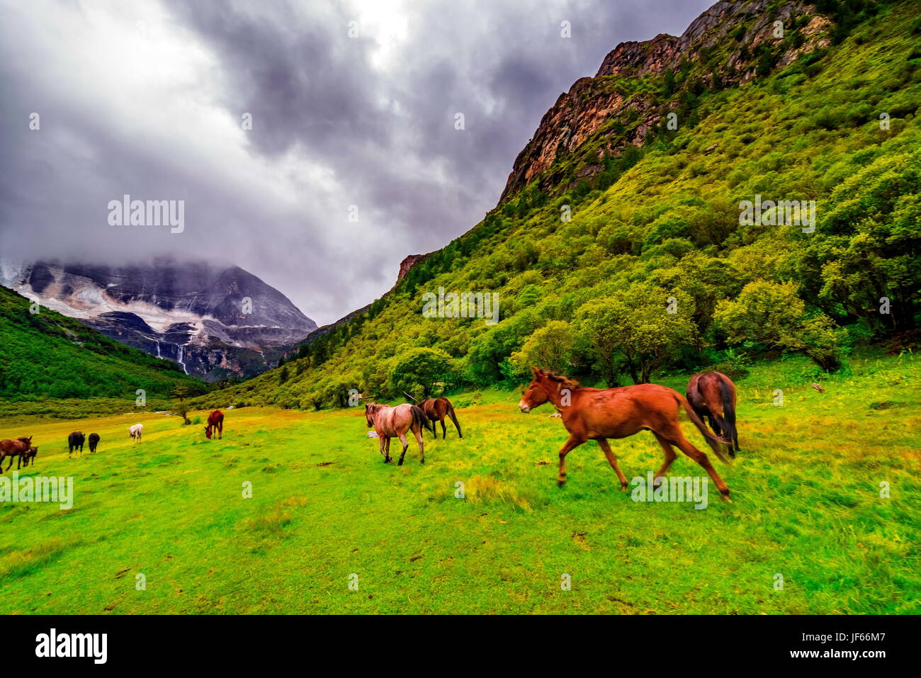 La réserve naturelle de Yading. Un célèbre paysage de Daocheng, Sichuan, Chine. Banque D'Images