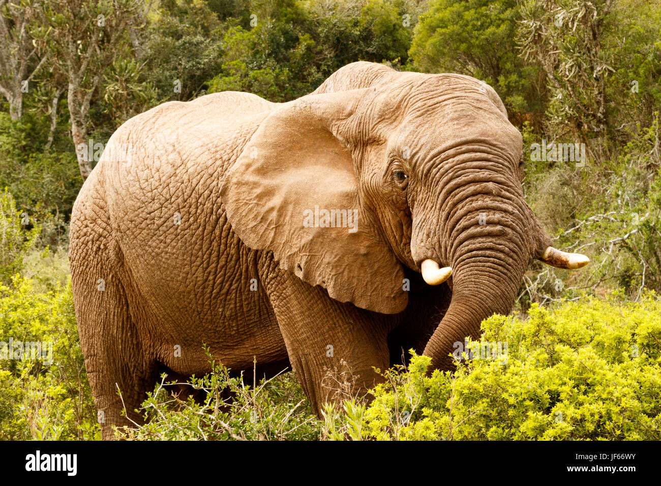 Trompe d'éléphant vers le bas Banque de photographies et d'images à haute  résolution - Alamy