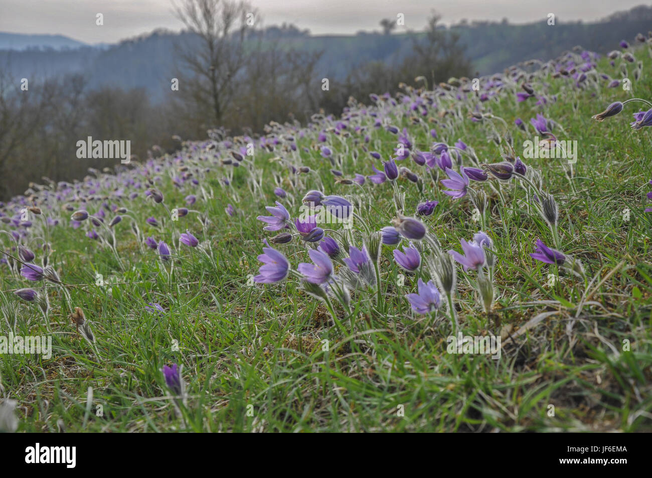 Pasqueflowers dans la vallée du Kocher, Allemagne Banque D'Images