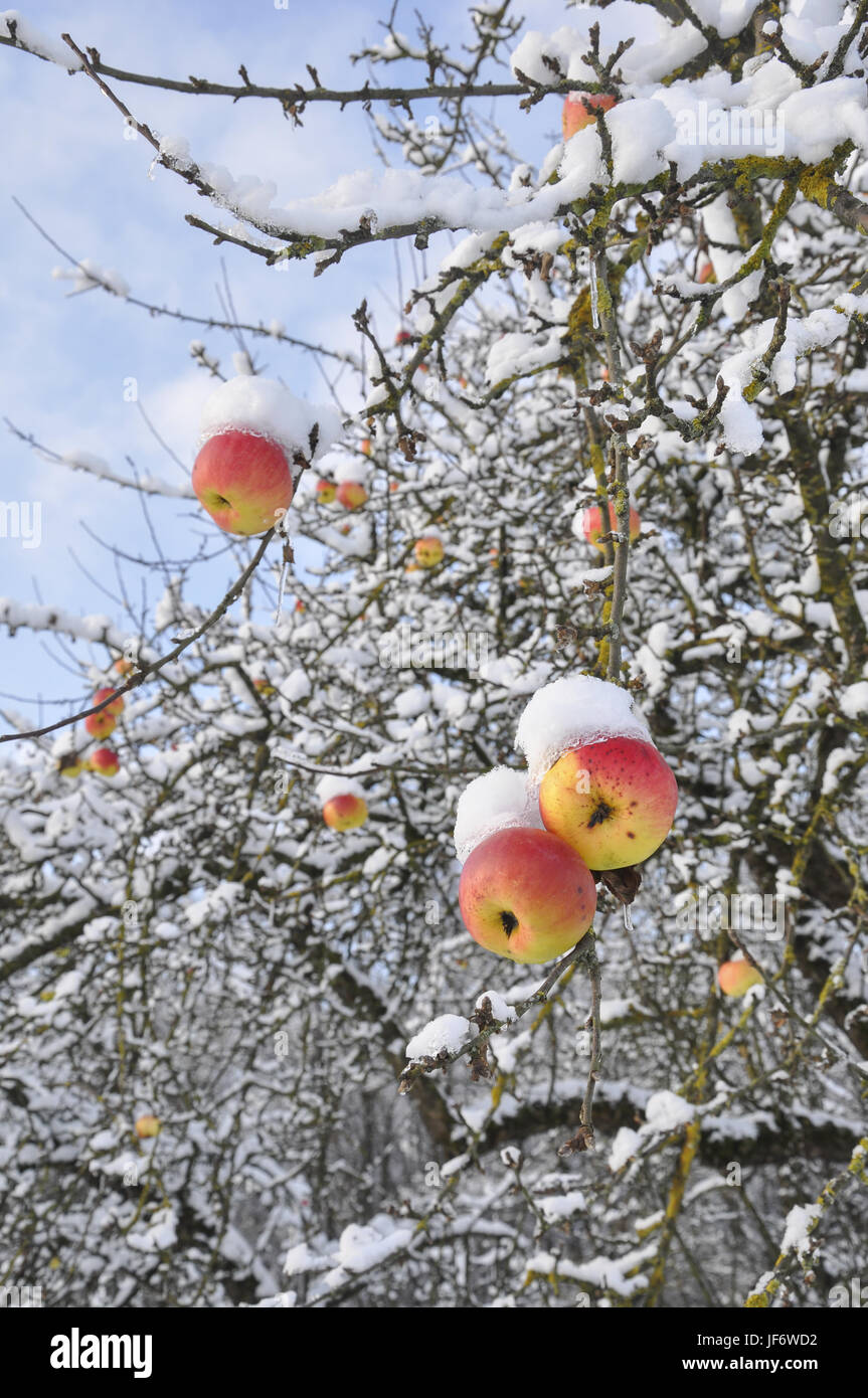 Les pommes couverte de neige, Allemagne Banque D'Images