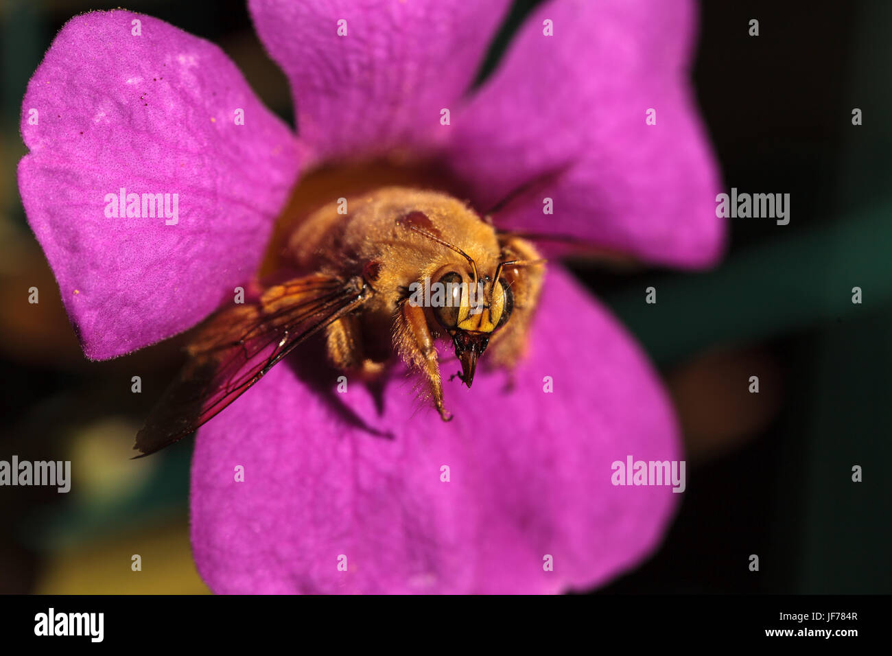 Vallée de l'homme couleur or abeille charpentière Banque D'Images