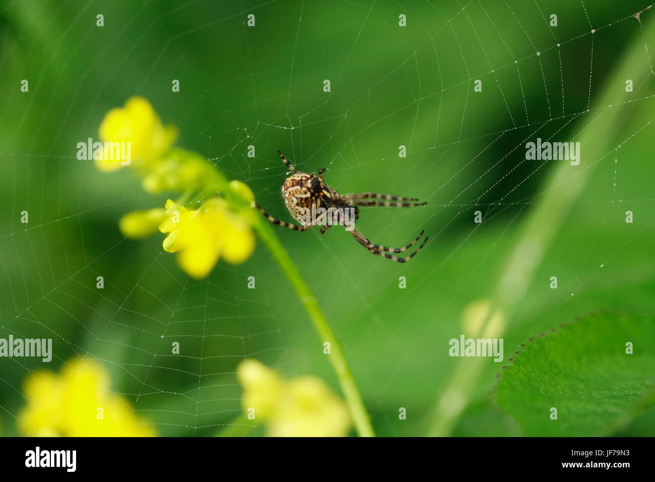 Libre d'araignée dans le web sur les plantes vertes contexte Banque D'Images