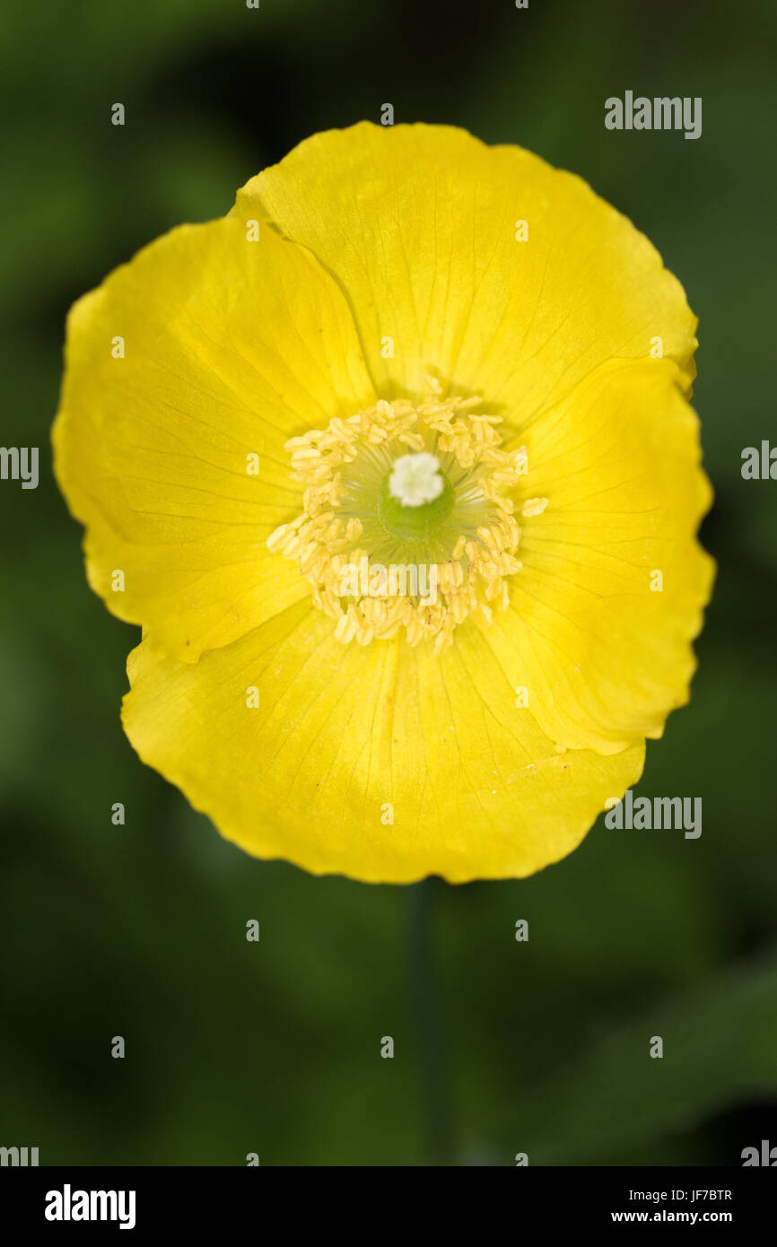 (Welsh Poppy Meconopsis cambrica) Banque D'Images