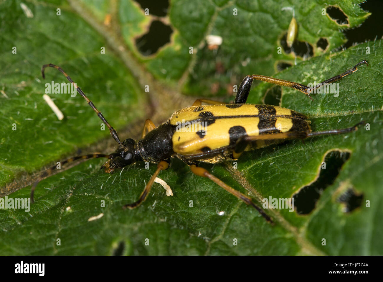 Le longicorne asiatique (Rutpela maculata) sur une demi-feuille dock mangé Banque D'Images