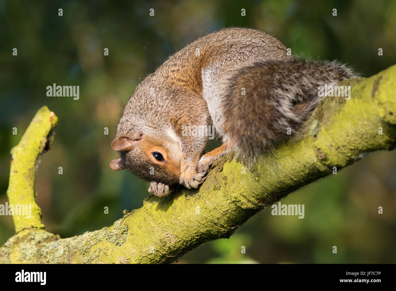 L'Écureuil gris (Sciurus carolinensis) à l'aide d'une branche de gratter le nez Banque D'Images