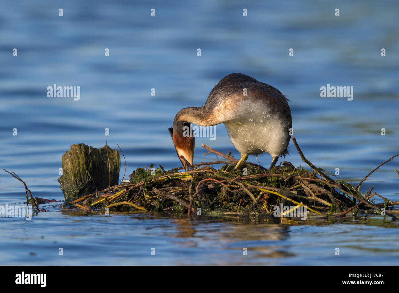 Grèbe huppé (Podiceps cristatus) construire son nid Banque D'Images