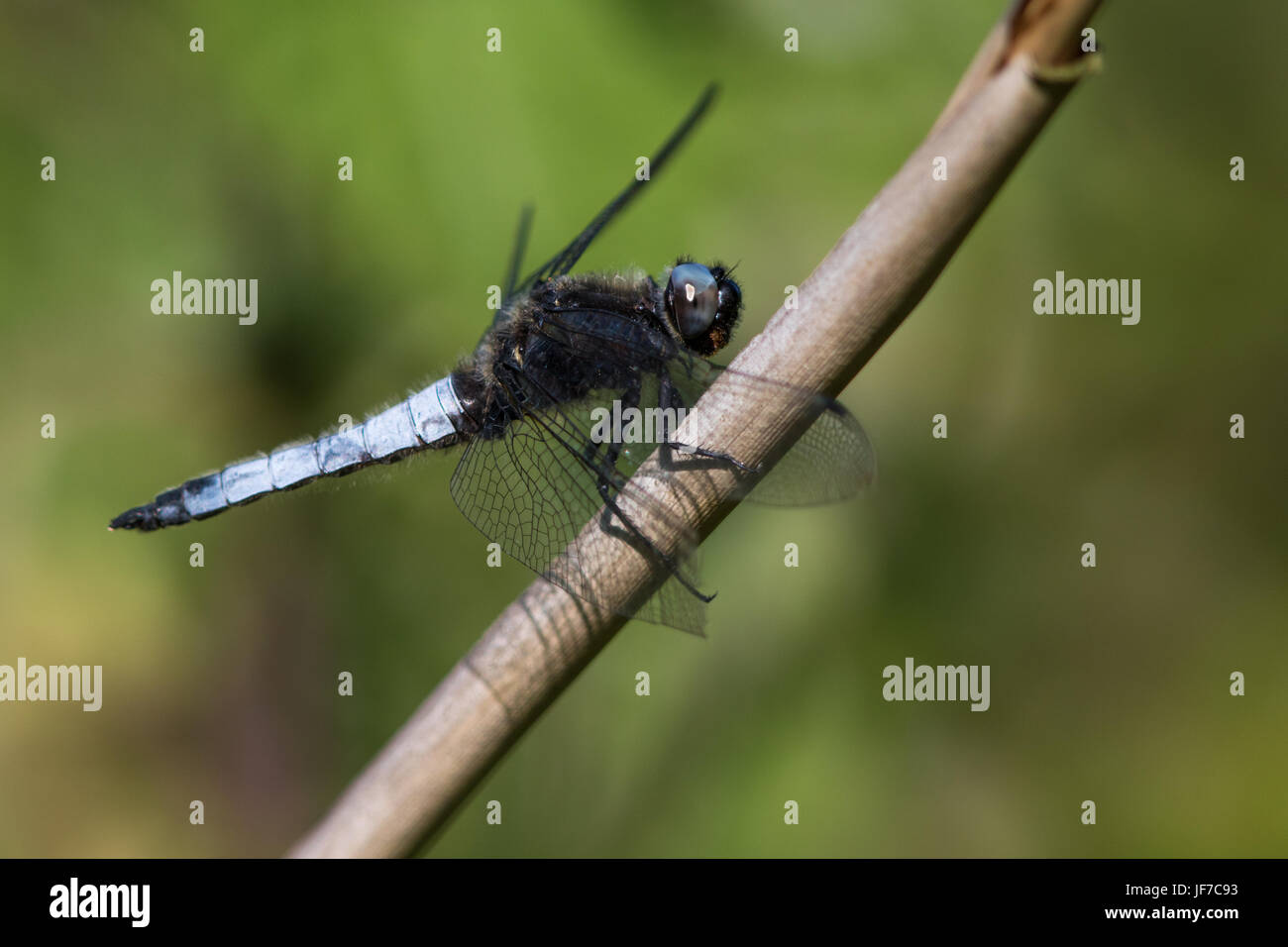 Les rares hommes Chaser (Libellula fulva) dragonfly perché sur une tige de la plante morte Banque D'Images