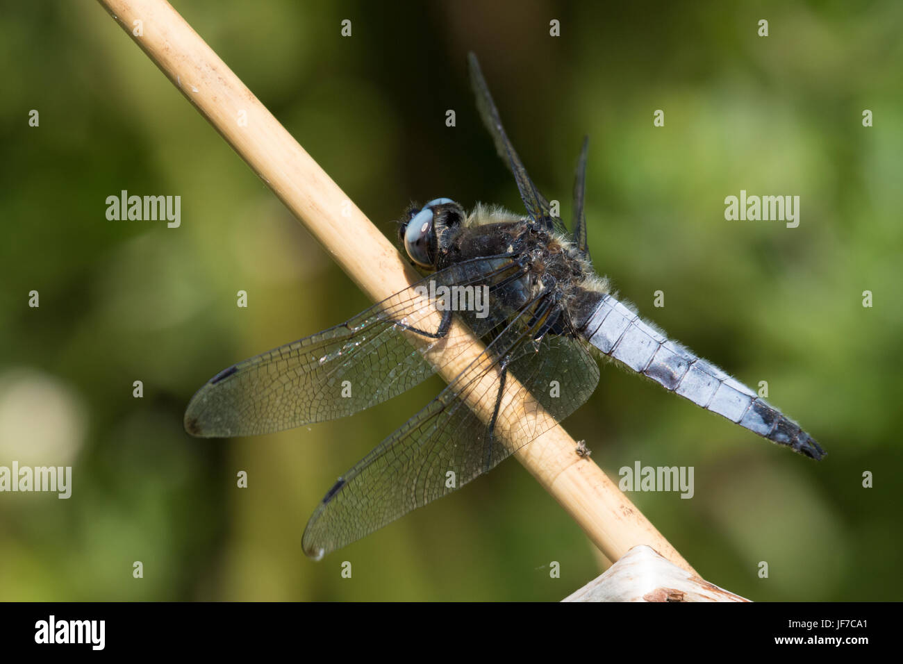 Les rares hommes Chaser (Libellula fulva) dragonfly perché sur une tige de la plante morte Banque D'Images