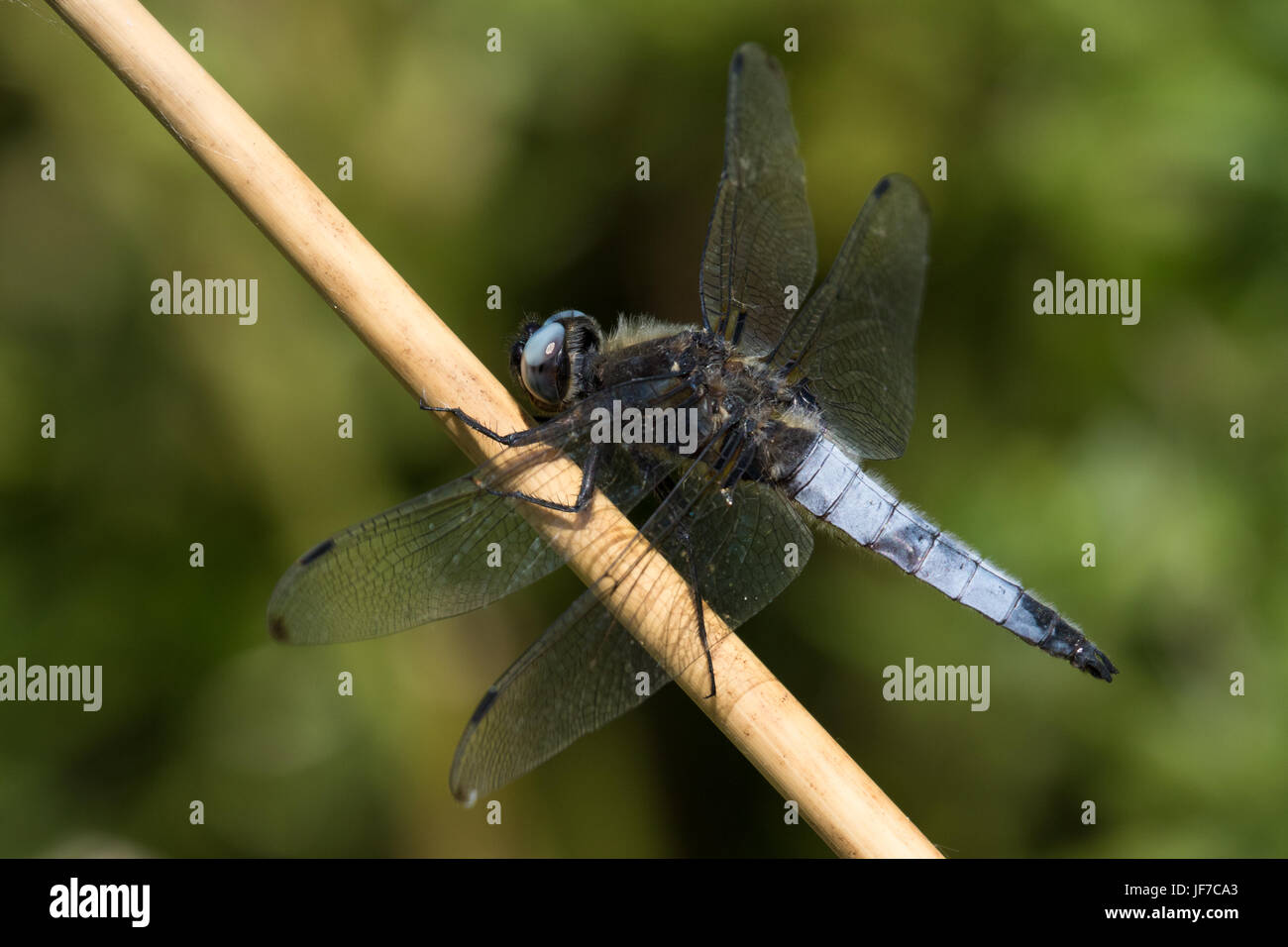Les rares hommes Chaser (Libellula fulva) dragonfly perché sur une tige de la plante morte Banque D'Images