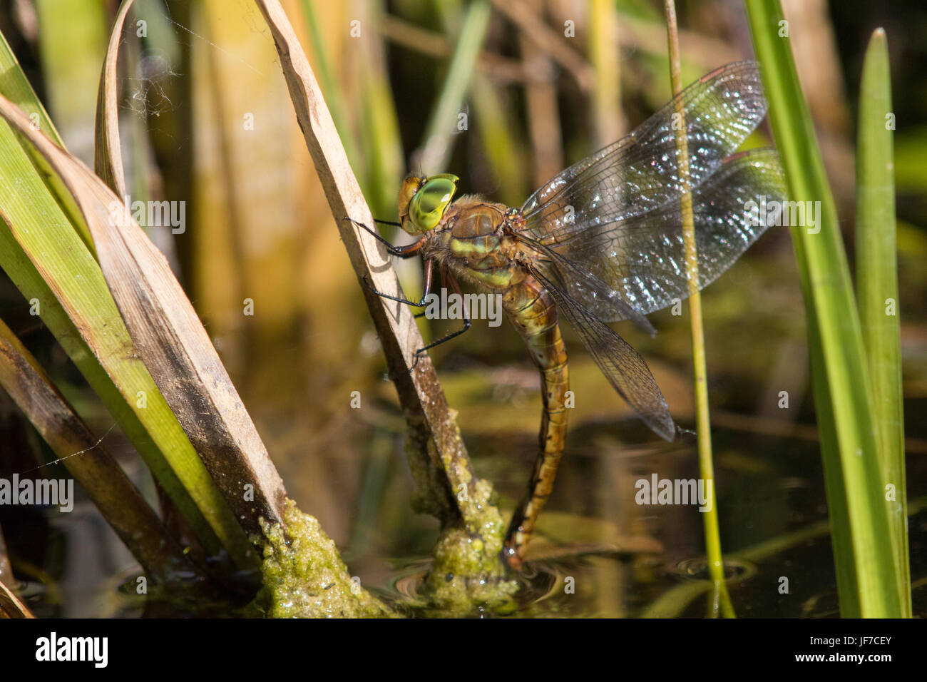Norfolk femelle Aeshna isoceles (Hawker) dragonfly pondre des œufs sous la surface de l'eau sur la végétation émergente Banque D'Images