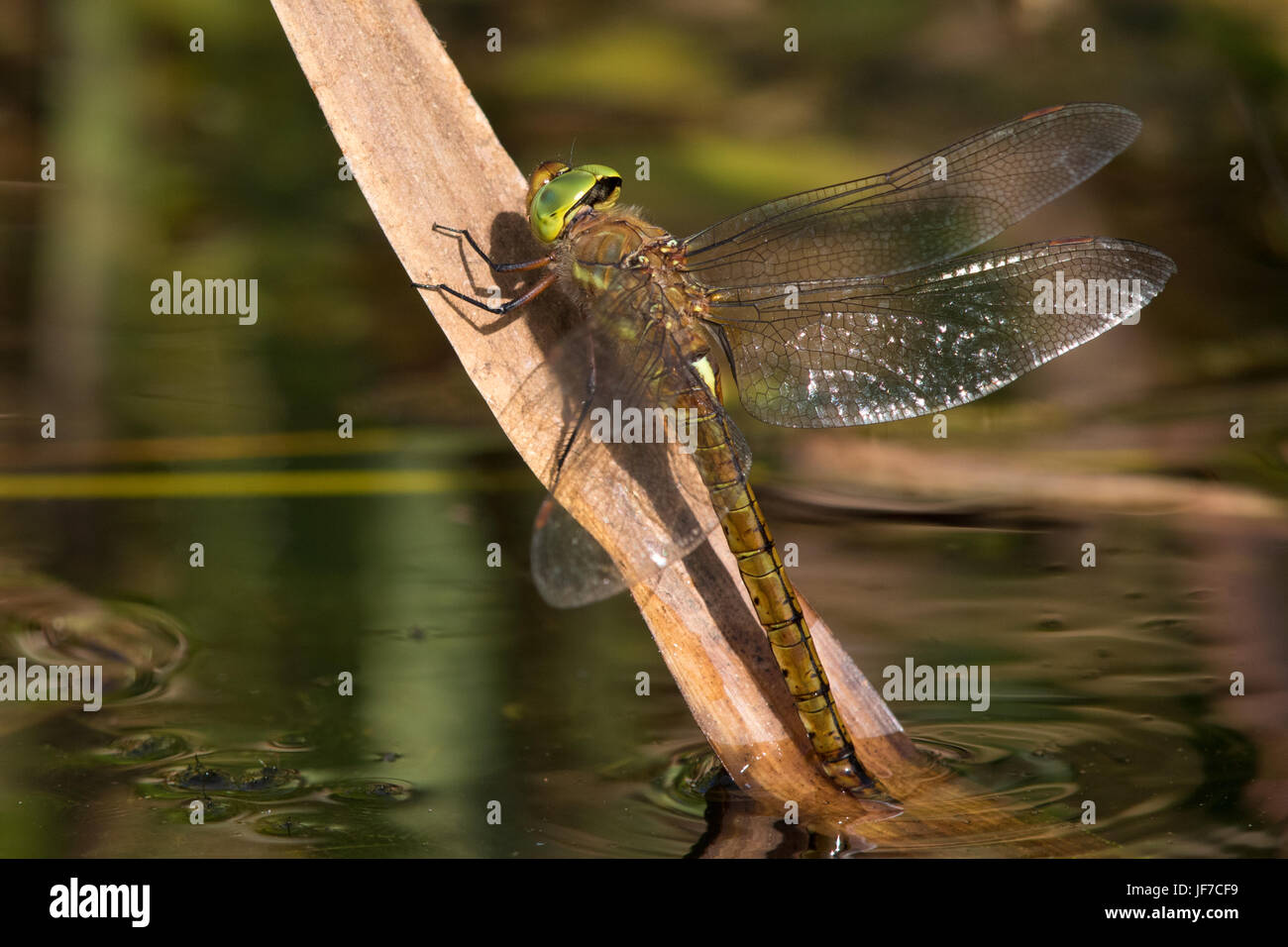 Norfolk femelle Aeshna isoceles (Hawker) dragonfly pondre des œufs sous la surface de l'eau sur la végétation émergente Banque D'Images