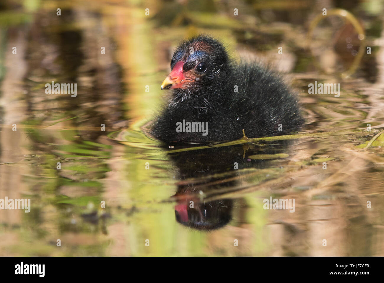 La Gallinule poule-d'eau (Gallinula chloropus) chick Banque D'Images