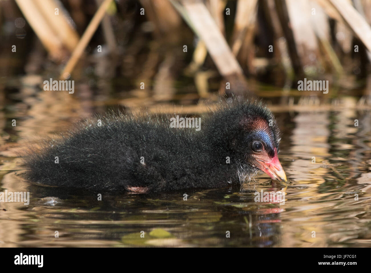 La Gallinule poule-d'eau (Gallinula chloropus) chick Banque D'Images