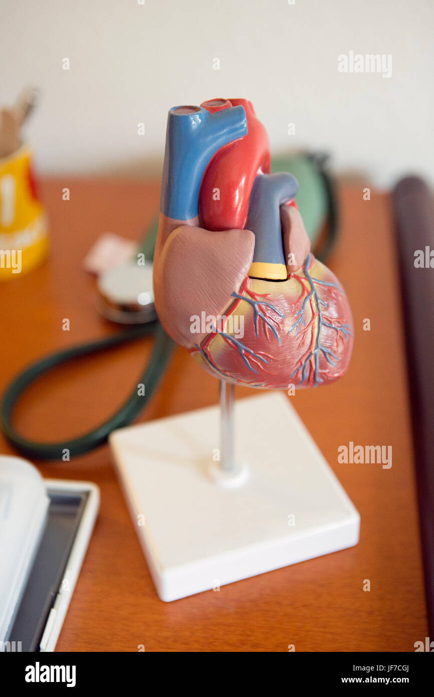 Modèle d'un cœur humain sur un bureau du médecin Banque D'Images