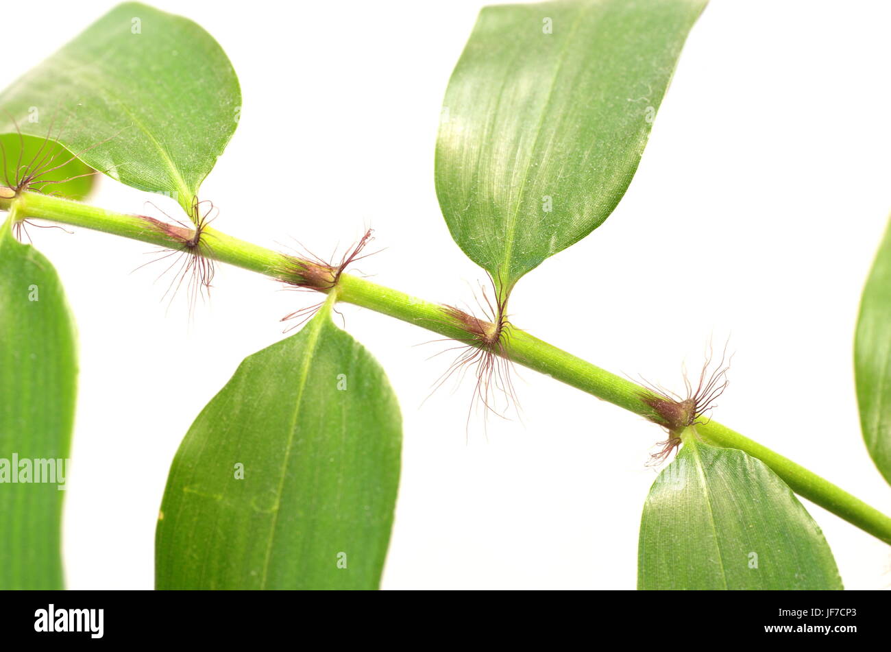 Petite plante bambou sur fond blanc Banque D'Images