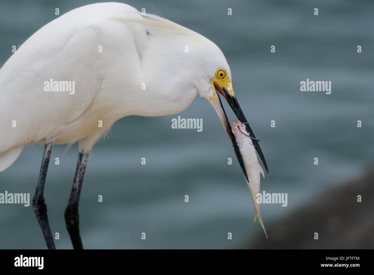 Aigrette neigeuse de manger un poisson qui a un crochet de pêche à travers la bouche de c Banque D'Images