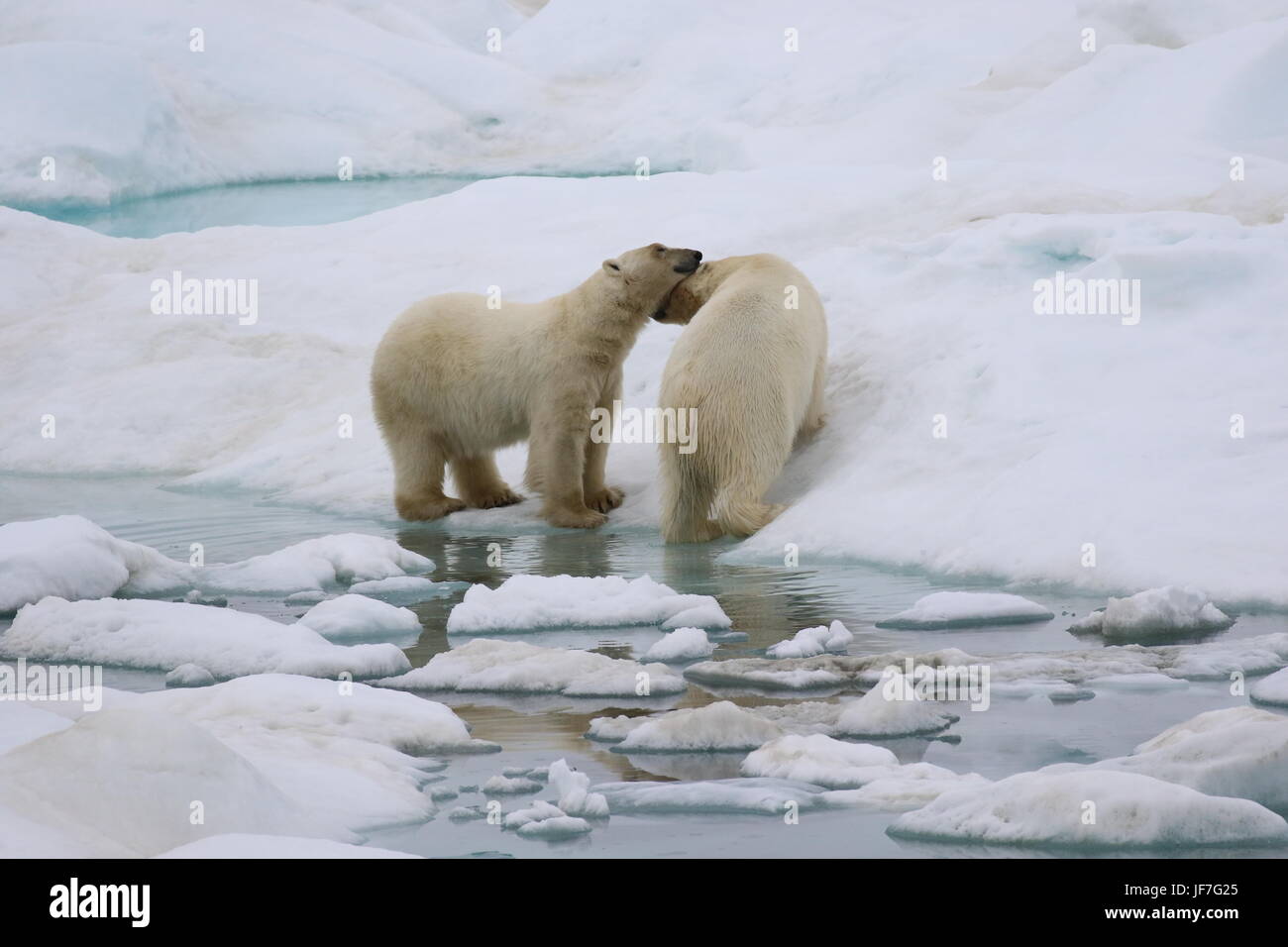 Affectueux deux ours polaires sur glaces de l'Arctique Banque D'Images