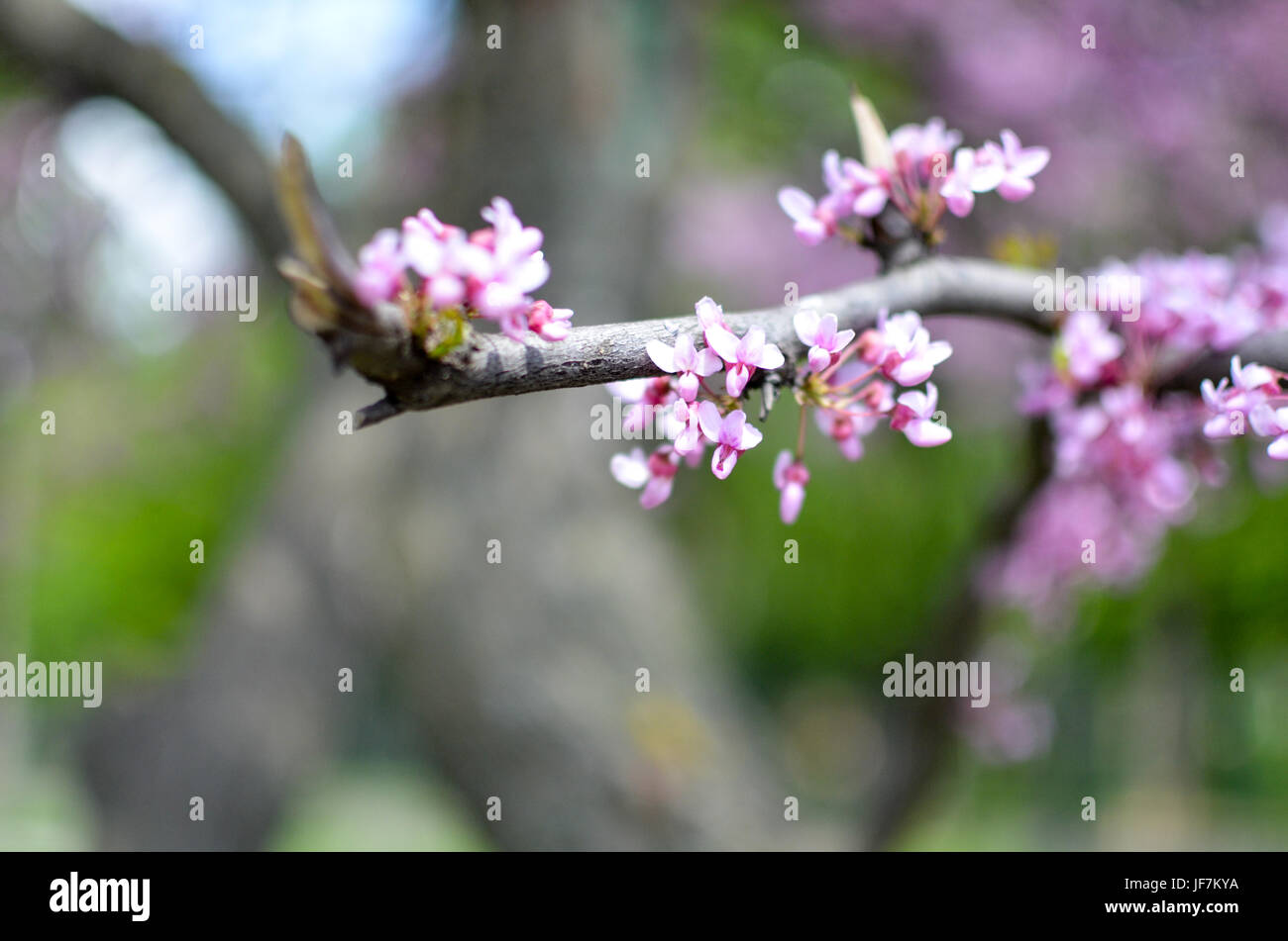 Violet Fleur de printemps. Cercis canadensis ou de l'Est Fleurs - Lishui Banque D'Images