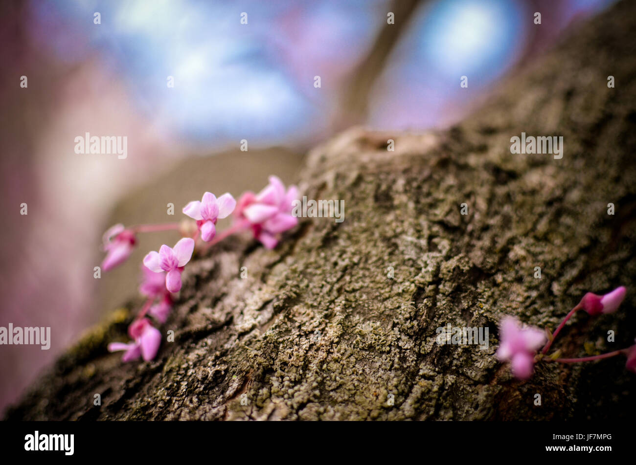 Violet Fleur de printemps. Cercis canadensis ou de l'Est Fleurs - Lishui Banque D'Images