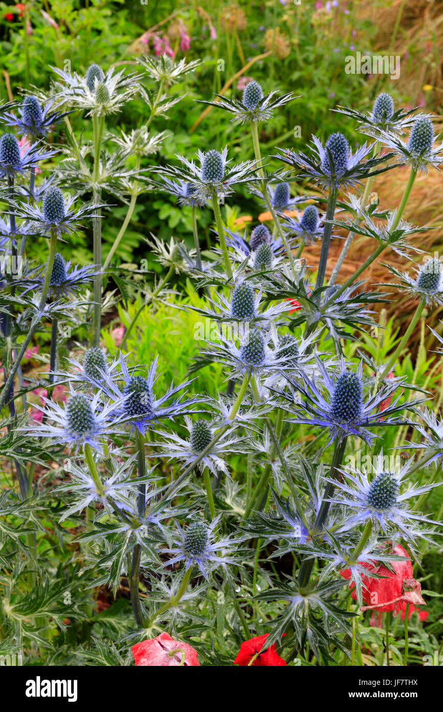 Fleur bleu massés chefs de la mer d'été holly, Eryngium x zabelii 'Big Blue' Banque D'Images
