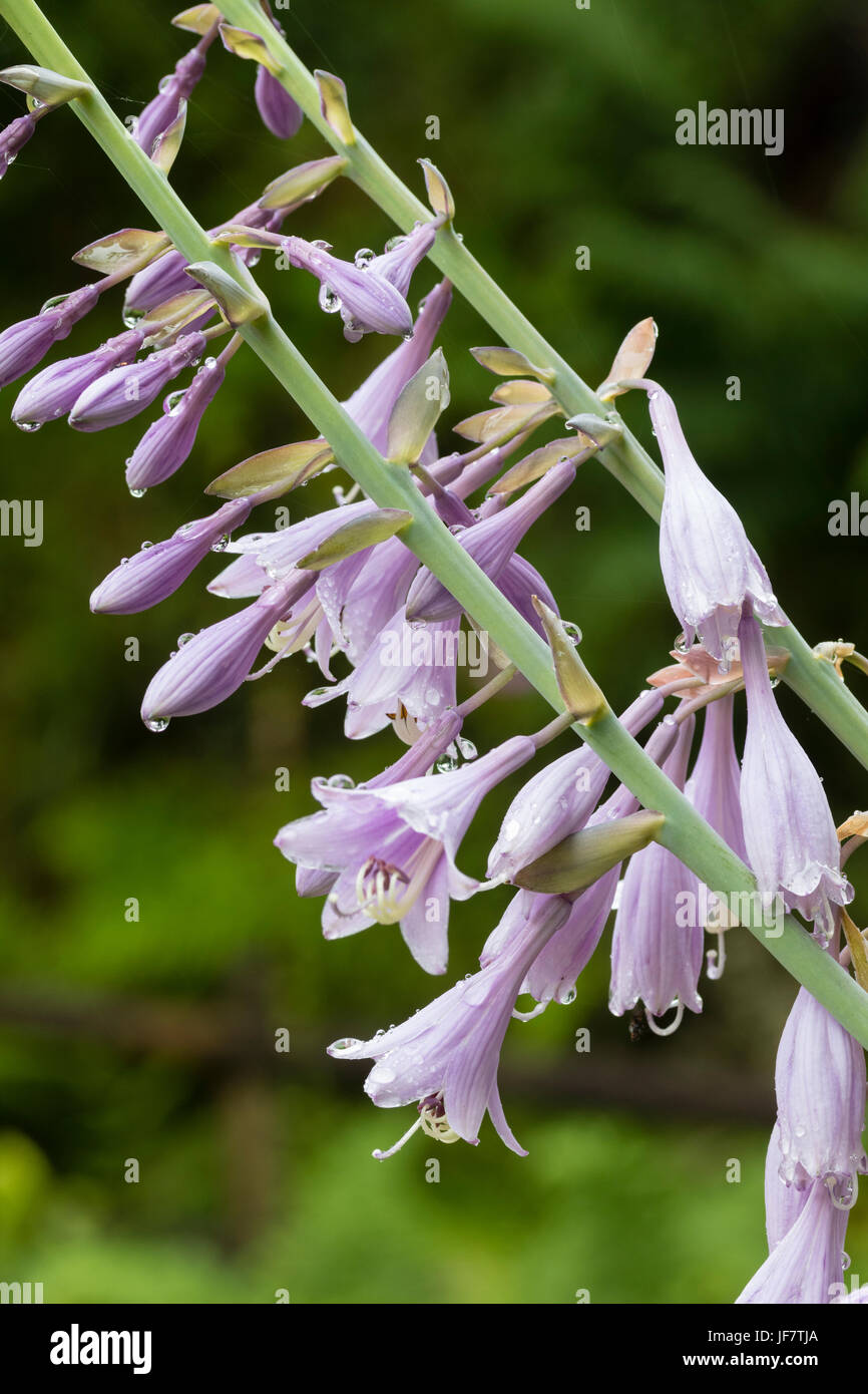 Comme Lily fleurs violet pâle dans le haut de l'épi plante vivace, Hosta 'Krossa Regal' Banque D'Images