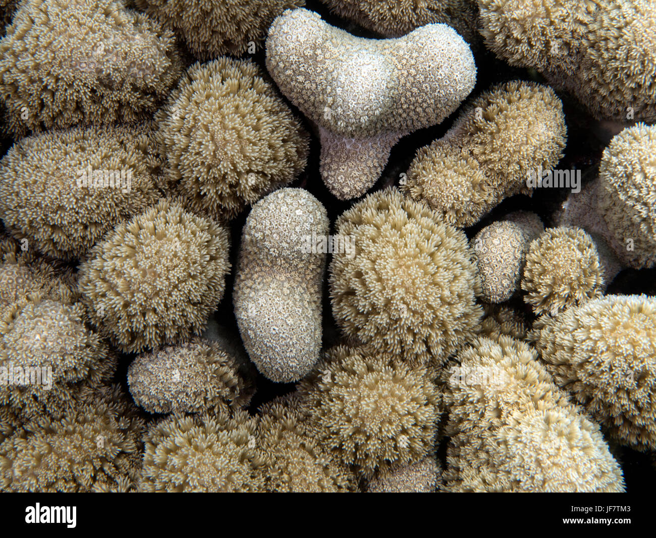 Beaux récifs tourné en macro sur un récif juste en bout, Virgin Gorda, îles Vierges britanniques. Banque D'Images