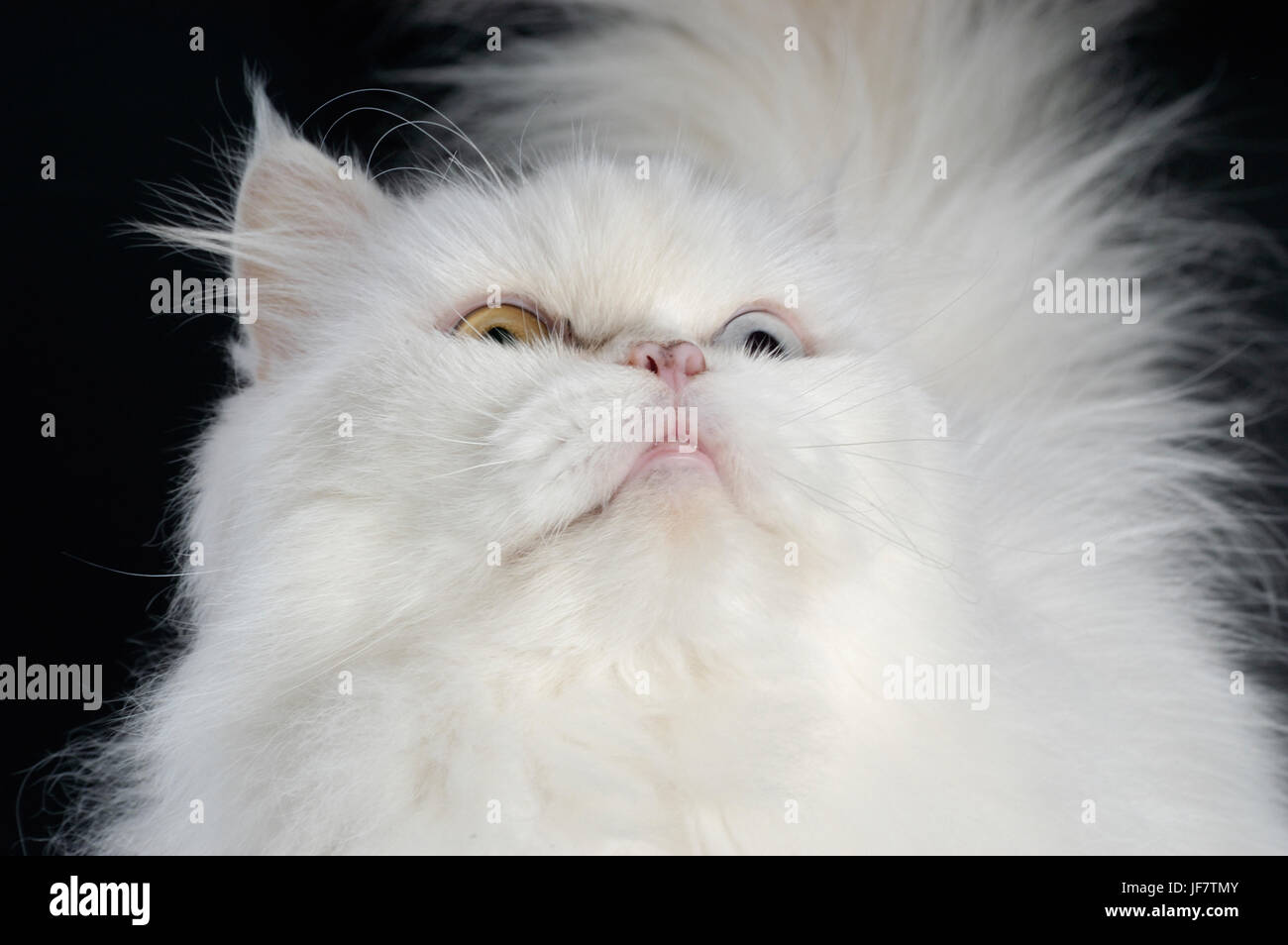 Chat persan blanc Banque D'Images